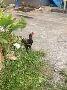 ayam ganu baleng