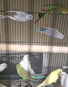 burung baji / budgie