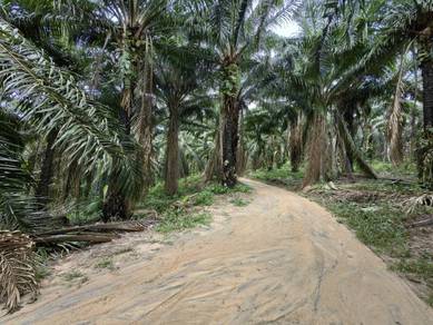 Agricultural Land in Kuala Klawang, NSN