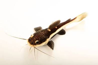 Redtail Catfish