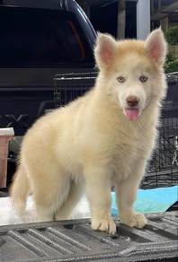husky