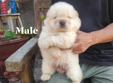 Chow Chow