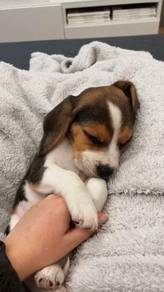 G1468 Bright-eyed Beagle Pretty Tan Brow Little Pu