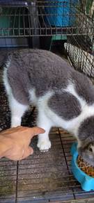 ori BSH jantan 