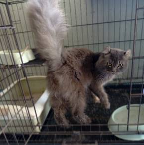 Mixed American Curl