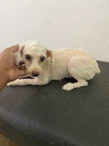 toy poodle