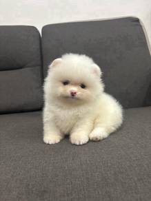QW96 Tiny Pomeranian thick haired angel pet