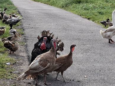 Ayam Belanda Jantan