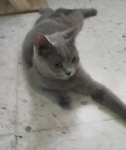 british short hair female