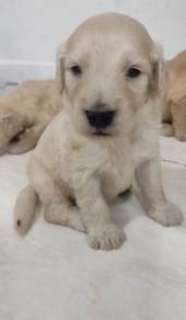 Goldendoodle male puppy
