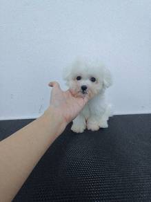Tiny Bichon Puppy