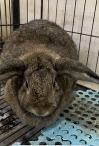 Rabbit Holland lop