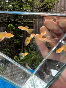 Albino Yellow Cobra Guppy (Group)