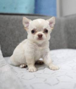 CHIHUAHUA PUPPIES 141🌷Head Apple Bonnie Dog