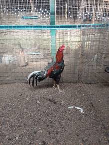 Ayam hujung lama