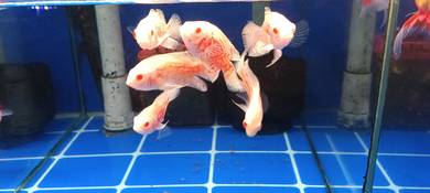 [Best Buy] Albino Oscar 