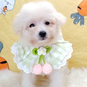 Poodle