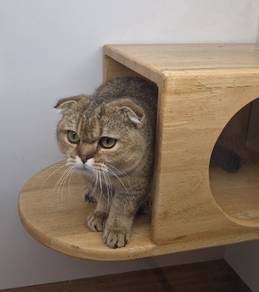 Munchkin fold golden cat for sale