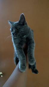 Bsh female