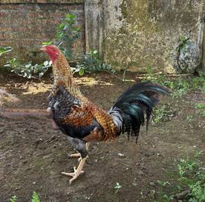 ayam sabong