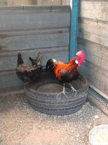 Sepasang ayam hutan