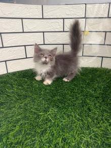 Minuet bicolor kitten