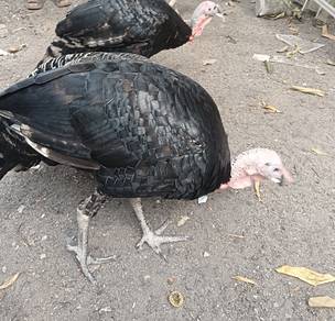 Ayam Belanda