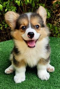 Corgi Puppy - Male - CG01
