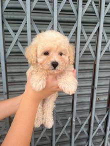 toy poodle