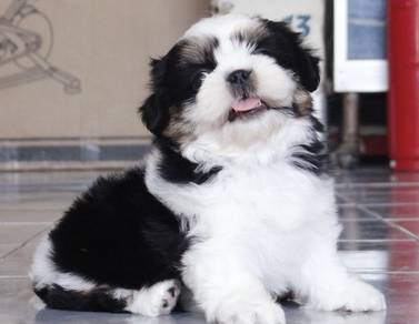 SHIH TZU PUPPIES A335 🌻 Small Dog Available