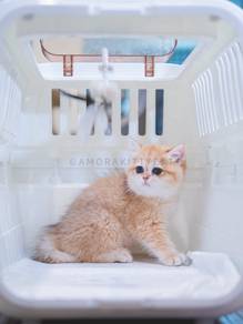 BSH British Shorthair Kitten Female - Anzu