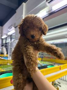 Toy Poodle 