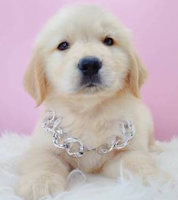 GOLDEN Retriever