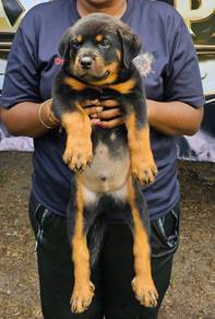 Rottweiler puppy