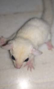 sugar glider 