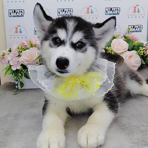 Husky