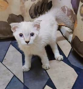 Kitten Male Mix Scotish fold