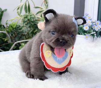 FRENCH BULLDOG PUPPIES 32🌻Premium Quality ~Fluffy