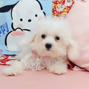 Bichon frise