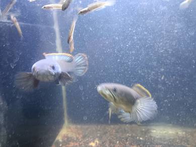 Channa limbata pair ori