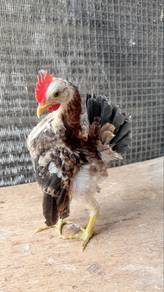ayam serama