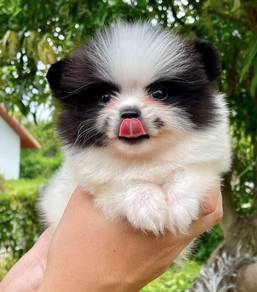 POMERANIAN PUPPIES A211 🌻 Sort of shine Boy~Girl
