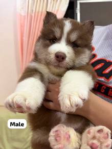 Fluffy Woolly Husky Puppy ❄️🐺