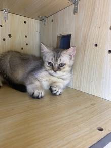British shorthair