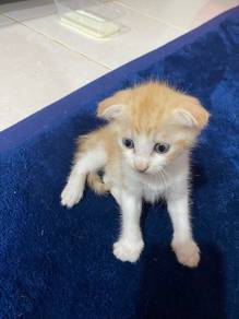 BSH mix SCOTTISH FOLD