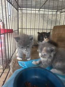 bsh kitten