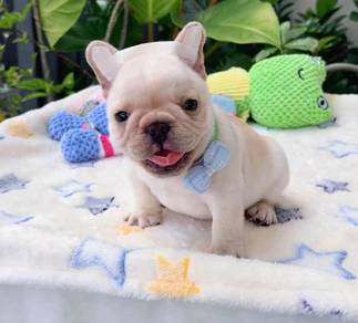 FRENCH BULLDOG PUPPIES VIP813🌻 Cream Premium