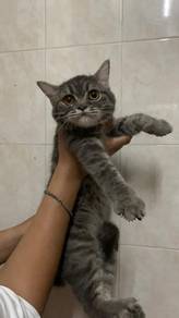 mix Female BSH 