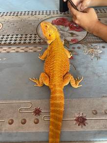 Bearded Dragon