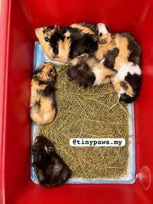 Guineapig Baby